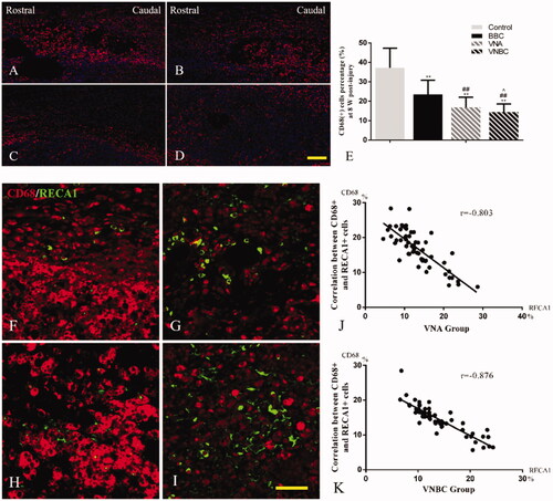 Figure 6. Immunofluorescent staining for CD68+ macrophages demonstrates the different intensities of CD68+ cells within the lesion site in Control, BBC, VNA and VNBC groups (A–D). Quantitative analysis (E) indicate the percentage of CD68+ cells was the highest in Control group [(37.21 ± 10.13)%], higher in BBC group [(23.53 ± 7.24)%] and the lowest in VNBC group [(14.48 ± 4.13)%] (p < .001). Images of the double immunofluorescent staining for CD68 and RECA1 show the positional relationship between macrophages and blood vessels within the lesion site in VNA and VNBC groups (F, G for VNA group, and H, I for VNBC group, respectively). More intensive blood vessels ordinarily accompany with lower infiltration of macrophages, and vice versa. Pearson’s test indicated the negative correlation (correlation coefficient r = –0.803, p < .001 and r = –0.876, p < .001 for VNA and VNBC group, respectively) between CD68+ macrophages and RECA1+ vessels (J–K). Scale bar: A–D for 100 μm; F–I for 50 μm. **p < .01 versus Control group; ##p < .01 versus BBC group; ∧p < .05 versus VNA group.