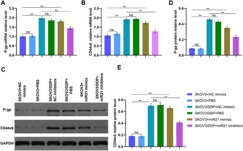 Figure 5 (A) qRT-PCR detected the P-gp relative mRNA level of SKOV3 cells transfected in miR21 mimics/inhibitors/NC/PBS. (B) qRT-PCR detected the CD44v6 relative mRNA level of SKOV3 cells transfected in miR21 mimics/inhibitors/NC/PBS. (C) The bland of P-gp and CD44v6 protein in different cells. (D) and (E) Gray value analysis of P-gp and CD44v6 protein bands. **P<0.01.