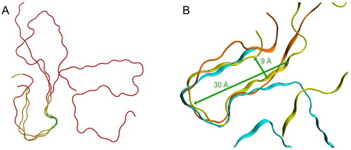 Figure 8. Structural superpositions of selected amyloid fibrils. (A) Structural superposition of TTR, SAA and Aβ1–4x, coloured according to their RMSD: in green the loop with associated the lowest RMSD value, in red the regions with associated the highest RMSD. 3D structures are represented as liquorice. (B) Structural superposition of TTR (light blue), SAA (yellow) and Aβ1–4x (orange). 3D structures are represented as ribbon.