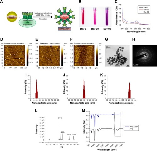 Figure 3 (A) Schematic representation of AuNP synthesis using PPE. (B) Representative photograph showing the color change of PPE-AuNP on room temperature storage (0, 30, and 90 days). (C) UV-visible spectra of PPE-AuNP dispersed in PBS on 0, 30, and 90-day storage. (D–F) Representative AFM micrographs of PPE-AuNP on 0, 30, and 90-day storage. (G, H) Representative TEM image and SAED pattern. (I–K) DLS analysis of PPE-AuNP (0, 30, and 90-day storage). (L) XRD pattern of PPE-AuNP. (M) FTIR spectra for PPE-AuNP and PPE alone.Abbreviations: AFM, atomic force microscopy; AuNP, gold nanoparticle; FTIR, Fourier transform infrared; PPE, pomegranate peel extract; SAED, selected area of electron diffraction; TEM, transmission electron microscopy; UV, ultraviolet; XRD, X-ray diffraction.