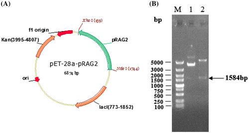Fig. 1. Construction of the recombinant expression vector pET-28a-pRAG2 and identification of the recombinant plasmid through its digestion with restriction enzymes. (A) The pET-28a-pRAG2 plasmid was constructed as described in the text. The plasmid structure of pET-28a-pRAG2 (6874 bp). pRAG2: Recombination activating gene 2; lacI: inducible promoters; Kan: “javascript:void(0);” kanamycin-resistance marker. f1 origin: replication origin for E. coli. (B) Identification of the recombinant plasmid and digestion with restriction enzymes. M: DNA marker; Lane 1: product digested from recombinant plasmid pET-28a-pRAG2; lane 2: product digested by restriction enzymes from recombinant plasmid pET-28a-pRAG2.