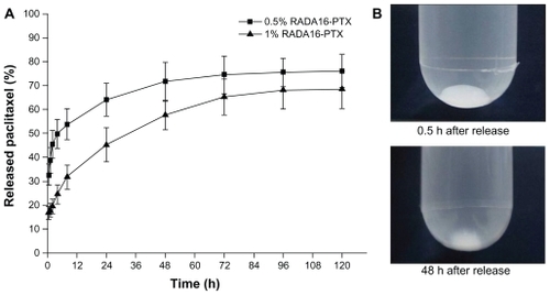 Figure 7 In vitro release of PTX from RADA16-PTX hydrogel with different peptide concentrations. (A) The rates of released PTX at different points and (B) photographs of 1% RADA16-PTX hydrogel in phosphate-buffered saline at 0.5 hours and 48 hours after the start of the release test. Figure 8 In vitro release of PTX from RADA16-PTX hydrogel. (A) Atomic force microscopy image of supernatant in release medium, in which many nanoparticles could be seen. (B) schematic representation of modeling for PTX release from PTX-RADA16 hydrogel.Abbreviation: PTX, paclitaxel.Display full size Abbreviation: PTX, paclitaxel.