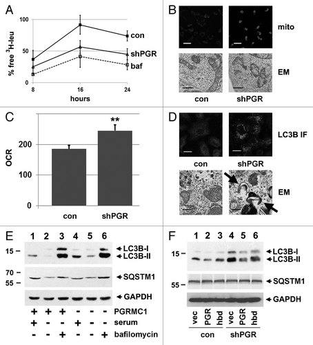 Figure 2.PGRMC1-knockdown disrupts autophagy. (A) Control (solid line, squares, “con”) and PGRMC1-knockdown (solid line, triangles, “shPGR”) A549 cells were analyzed for autophagic flux of 3H-leucine following 24 h of growth in media without serum and a 4 h “chase” period. PGRMC1-knockdown cells had a decrease in free 3H-leu release, which was not significantly different from control cells treated with 100 nM bafilomycin A1 (“baf”). Error bars represent standard deviation of triplicate measurements, and the data shown are representative of triplicate experiments. (B) Elevated MitoTracker Deep Red staining in PGRMC1-knockdown cells (upper right panel) compared with control cells (upper left panel). In the upper panel, the size bar represents 100 μm. Electron microscopy revealed an aberrant mitochondrial morphology in PGRMC1-knockdown cells (lower right panel), in which mitochondria have fewer christae compared with control cells (lower left panel). Scale bar: 1 μm. (C) PGRMC1-knockdown cells have elevated basal mitochondrial activity, (P = 0.006) measured as oxygen consumption rate (OCR, pmole/min/104 cells) but otherwise normal mitochondrial parameters. Error bars represent the standard deviation for five measurements, and the graph is representative of experiments performed in triplicate. Throughout the manuscript, *P ≤ 0.05; **P ≤ 0.01; and ***P ≤ 0.005. (D) LC3B, detected by immunofluorescence, was diffuse in control (top left) and punctate in PGRMC1-knockdown A549 cells (top right). Error bar: 20 μm. In the same cells, electron microscopy revealed increases in crescent-shaped autophagosomes (right, arrowheads) in PGRMC1-knockdown cells. Scale bars: 0.5 μm. (E) A549 control (lanes 1–3) or PGRMC1-knockdown (lanes 4 to 6) cells were maintained for 24 h in media with 10% serum (lanes 1 and 4) or DMEM without glutamine, glucose or serum (lanes 2 to 3 and 5 to 6). In lanes 3 and 6, 100 nM bafilomycin A1 was included. Lysates were analyzed by western blot for LC3B (top), SQSTM1 (middle), and GAPDH (bottom, loading control). LC3B-II increased in PGRMC1-knockdown cells grown in serum, while SQSTM1 levels were unaffected, and the difference in LC3B-II levels was suppressed by inhibiting autophagy. (F) Control (lanes 1–3) and PGRMC1-knockdown (lanes 4 to 6) A549 cells were transfected with a control plasmid (lanes 1 and 4), a plasmid encoding PGRMC1 (pRC40, lanes 2 and 5) or a plasmid encoding a heme-binding-deficient D120G mutant of PGRMC1 (pRC42, lanes 3 and 6). Lysates were analyzed for LC3B (top), SQSTM1 (middle), and GAPDH (bottom). LC3B-II was elevated in PGRMC1-knockdown cells and reversed by PGRMC1 (lane 5), but not the PGRMC1-hbd mutant.