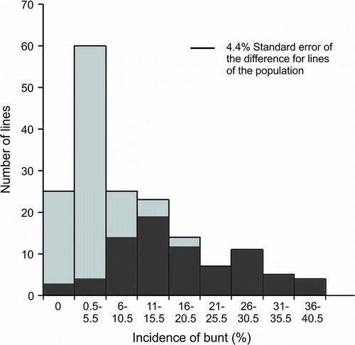 Fig. 1. Frequency distribution of means for common bunt per cent incidence of the ‘McKenzie’/BW711 doubled haploid population (Bt10 lines removed) grown in the field near Swift Current, SK in 2008: Light grey columns with ‘McKenzie’ molecular variant for Xgwm573; dark grey columns with BW711 molecular variant for Xgwm573.