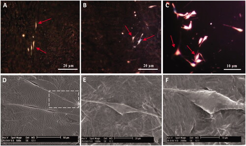 Figure 5. Optical microscopy images (A–C) and SEM micrographs (D–F) of cultivated MSCs (red arrows) on SCs-imprinted substrates after 3 weeks. During 21 days MSCs which were emplaced into the SC-imprinted patterns showed bipolar or tripolar morphology similar to Schwann cells (A–C). SEM micrographs show an emplaced MSC into SC-imprinted pattern which clearly indicates bipolar spindle morphology of SC (D–F).