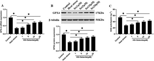 Figure 3. Selenium incubation improves GPX4 expression and SOD activity under heat stress. After adding a certain concentration of selenite (1, 5, 10, 20 μM) to heat-stressed GMECs for 24 h, the expression of GPX4 and the activity of SOD were detected: (A) RT-PCR was used to detect the expression of GPX4 nucleic acid. (B) Western blotting was used to measure the expression of GPX4 protein. (C) SOD determination kit was used to determine the activity of SOD. *P < 0.05 versus control, **P < 0.01 versus control, n=6.