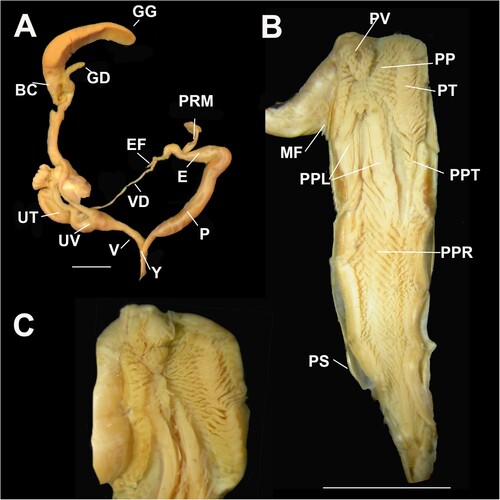 Figure 9. Genital details of Figuladra robertirwini sp. nov. A, Genitalia; B, Penis interior; C, Apical penial chamber showing a medial row of tongue-like pustules forming an apical raised pilaster and two central longitudinal thickenings. A, QMMO86888, Round Hill Head, SEQ; B, QMMO39791, Town of 1770, SEQ; C, QMMO34975, Eurimbula NP, SEQ. Scale bars = 10 mm.