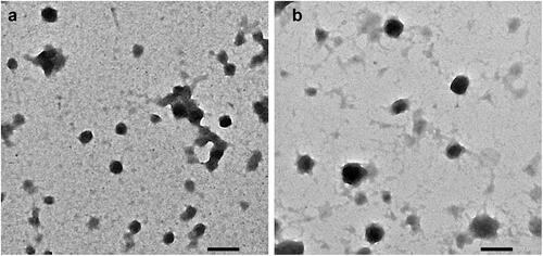 Figure 1. TEM images of (a) BSA-NPs and (b) CS-coated BSA-NPs. Magnification ×40K, scale bar represents 200 nm.