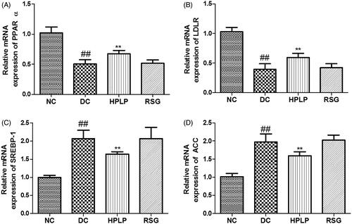 Figure 8. Effects PLP on hepatic lipid metabolism-related gene expression levels in db/db mice. The relative mRNA levels of PPARα (A), LDLR (B), SREBP-1 (C), and AAC (D) in the liver. Data are shown as the mean ± SD (n = 6). ##p < 0.01, DC group vs. NC group; **p < 0.01, drug-treated group vs. DC group.