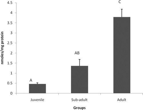 Figure 3. Levels of MDA content in different age groups of Eudrilus eugeniae. The values are mean ± SE of five animals per age group. Significance between group means is represented in uppercase. Those not showing the same letters are significantly different at P < 0.05.