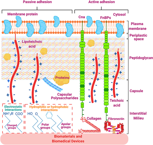 Figure 2 Staphylococcus aureus adherence to the surface of biomaterials and biomedical devices.