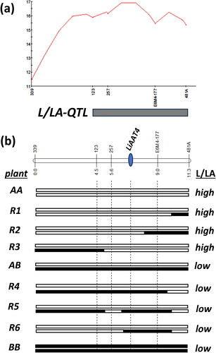 Figure 1. Mapping of L/LA-QTL and allele configuration of loci in the L/LA-QTL region in the recombinant plants. (a) LOD profile and molecular marker locations in the L/LA-QTL region on LG8 (the results of QTL analysis for all LGs of the L. angustifolia genome are presented in Supporting Information S1); (b) genotypes of plants according to the alleles of SSR, SRAP and ATT4 loci located in the L/LA-QTL region. The plant names correspond to the names of groups of plants from the segregating population which are presented in Table 1. The low/high value of the L/LA ratio is indicated for each plant genotype.