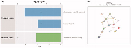 Figure 3. Bioinformatics results analysis. (A) Enriched GO items. Top axis is log10 (adjust p values), bottom axis is gene count. The ontology covers two domains. Molecular function: the elemental activities of these significant proteins at the molecular level are cell adhesion molecule binding. Biological process: these differentially expressed proteins are mainly involved in the placenta blood vessel development and liver regeneration. (B) STRINGdb protein-protein network enrichment analysis. The protein-protein interaction network of significant proteins is shown. The interactions include direct (physical) and indirect (functional) associations; they stem from computational prediction, from knowledge transfer between organisms, and from interactions aggregated from other (primary) databases.