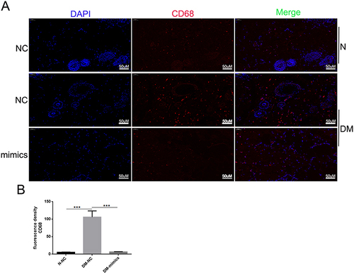 Figure 5 Topical administration of miR-185-5p mimics reduces macrophage wound infiltration in diabetic rats. (A) Representative fluorescence microscopy images of macrophages (CD68+) in wound skin tissue of diabetic rats treated with 2.5 nmol NC or 2.5 nmol of miR-185-5p mimic, collected on day 8 post-wounding (n = 3) for each group with one representative example per group shown. (B) Quantifications of the number of CD68+ macrophages. Blue – DAPI, Red – CD68. N = 3, ***P<0.001 vs NC.