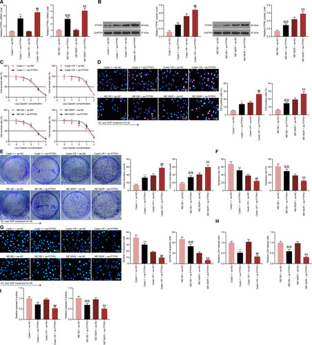 Figure 5 Overexpression of PTPN1 reverses the promoting effects of SC on DDP sensitivity of CC cells. The PTPN1 overexpression plasmids were transfected into parental and drug-resistant Caski-1 and ME180 cells treated with DDP and SC. (A) mRNA expression of PTPN1 in Caski-1 and ME180 cells determined by RT-qPCR; (B) protein expression of PTPN1 in Caski-1 and ME180 cells determined by Western blot; (C) cell survival detection by CTG kit; (D) proliferative activity of cells determined by EdU staining assay; (E) colony formation of cell tested by colony formation assay; (F) proportions of apoptotic cells evaluated by flow cytometry; (G) the percentage of apoptosis in cells determined by Hoechst 33258 staining; (H) the LDH release of CC cells assessed by LDH kits; (I) the activity of caspase-3 in cells examined by Caspase-3 kits. The experiments were repeated at least three times. The data are expressed as the means ± SD of three experiments. Statistical analysis was performed utilizing the one-way (panel A, B, D, E, F, G, H and I) or two-way ANOVA (panel C) test combined with Tukey’s test. **p < 0.01 vs Caski-1 + oe-NC; ##p < 0.01 vs Caski-1/R + oe-NC; @@p < 0.01 vs ME180 + oe-NC, &&p < 0.01 vs ME180/R + oe-NC.