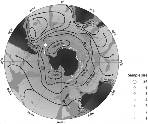 Fig. 1. Sampling sites of P. antarctica (white dots) and current systems in the Southern Ocean (redrawn from Rintoul et al., Citation2001). White arrows indicate the Antarctic Coastal Current (ACoC), acting as counter-current of the ACC.