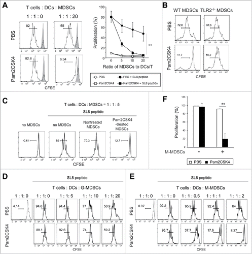 Figure 3. Pam2CSK4 enhances immunosuppressive activity of M-MDSCs but not G-MDSCs in vitro. (A and B) CD11b+Gr1+ cells isolated from EG7 tumor-bearing mice were cultured with CFSE-labeled CD8+ OT-I T cells (0.5 × 105), CD11c+ DCs (0.5 × 105), and SL8 peptide in the presence of 100 nM Pam2CSK4 or PBS. CD11b+Gr1+ cells were added to the cultures at the indicated ratios. After 3 days, CFSE fluorescence of CD8+ T cells was analyzed by flow cytometry to measure antigen-specific T cell proliferation. CD11b+Gr1+ cells were isolated from B6 WT mice (A and B) or TLR2−/− mice (B) implanted with EG7 tumors. Numbers near the brackets indicate the percentage of relevant population (thin line). Gray histograms indicate non-proliferated T cells in the absence of SL8 peptide. Each plot represents mean ± SD. n = 4. **P < 0.005. (right panel of A) (C) CD11b+Gr1+ cells isolated from tumor-bearing mice were pretreated with 100 nM Pam2CSK4 for 4 h, washed with the culture medium, and cultured with T cells and DCs as described in A. (D and E) G-MDSCs (D) or M-MDSCs (E) were cultured with CD8+ OT-I T cells (0.5 × 105) and CD11c+ DCs (0.5 × 105) as described in (A). (F) M-MDSCs (1 × 105) were cultured with CD8+ OT-I T cells (0.5 × 105) and CD11c+ DCs (0.5 × 105). Data represent means ± SD. n = 4. **P < 0.005. All data shown are representative of more than 2 independent experiments.