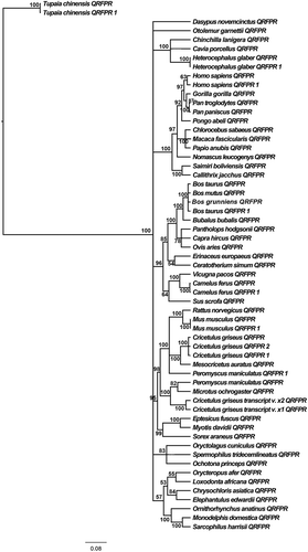 Figure 3. Phylogenetic relationships among different fish QRFPRs reconstructed on the basis of amino acid sequences and using the BI method (arithmetic mean = −8841.54; harmonic mean = −8882.94). Bayesian posterior probability values higher than 50% are indicated on each node. The scale for branch length (0.08 substitution/site) is shown below the tree.