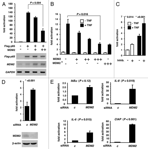 Figure 6. MDM2 inhibits NFκB-mediated gene transactivation. (A) Ectopic MDM2 represses reporter gene activation by ectopic p65RelA. Human Jurkat T cells were transiently transfected with reporter plasmid NFκB-luc harbouring a NFκB-responsive luciferase gene (0.2 μg) plus the indicated combinations of plasmids producing either Flag-p65RelA (0.1 μg) or MDM2 (+, 0.05 μg; ++, 0.5 μg). At 24 h after transfection, cell extracts were prepared for luciferase assay. The bar diagram shows the luciferase activity over background (reporter plasmid only; arbitrarily chosen as 1). T-bars denote the standard deviations derived from three experiments. The P value was calculated by Student t test (two-tailed). Below the diagram are the results of standard RT-PCRs for the expression of the Flag-p65RelA, MDM2 and GAPDH transcripts in the transfected cultures. Note that increasing MDM2 expression does not inhibit the expression of Flag-p65RelA. (B) Endogenous p65RelA activated by TNFα is inhibited by ectopic MDM2. Human 293T cells that are routinely used for the study of TNFmediated NFκB activation were transfected with the NFκB-sensitive reporter plasmid plus empty vector as control or plasmid expressing MDM2 or MDM2-G448S/C449A (MDM2*; +, 0.05 μg; ++, 0.2 μg; +++, 0.5 μg). In addition, cultures were either mock treated or exposed to TNFα (20 ng/ml) for 6 h to induce nuclear translocation of the cytoplasmic NFκB. Cell extracts were prepared for luciferase assay 30 h after transfection. T bars indicated standard deviations derived from six experiments. The P value was calculated by Student t test (two-tailed). (C) Pharmacological inhibition of MDM2 by small-molecule inhibitors increases NFκB activity. 293T cells were transfected with the NFκB reporter plasmid as before and then mock treated or treated with a cocktail of MDM2 inhibitors I (200 μM) and II (5 μM) for another 24 h. All cultures either received TNFα (20 ng/ml) or not, for another 6 h. Luciferase activity is expressed as fold activation over background (reporter plasmid with mock treatment). Standard deviations were derived from six experiments; P values (*) were determined by Student t test (two-tailed). (D) Knockdown of MDM2 by siRNA increases NFκB activity. 293T cells were transfected with the reporter and then RNAi-fected with either control siRNA (c) or MDM2 siRNA for another 24 h. Cultures were treated with TNFα as before. MDM2 knockdown was monitored by western immunoblotting. The standard deviations were calculated from six experiments, and the P value (*) was determined by Student t test (two-tailed). (E) Knockdown of MDM2 by siRNA increases expression of endogenous NFκB-responsive genes. 293T cultures were RNAi-fected for 24 h and exposed to TNFα as in (C and D). Total RNA was prepared, reversely transcribed and analyzed by RT-qPCR for the transcript levels of the indicated genes relative to gapdh level. P values were determined as before.