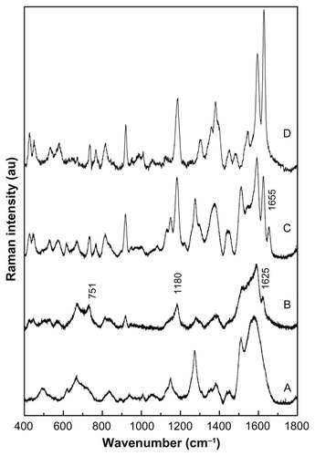 Figure 3 SERS. Raman spectra recorded for (A) MF, (B) MF-NHS, and (C) MF-anti- CEA, and (D) free anti-CEA samples.Abbreviations: SERS, surface enhanced Raman spectroscopy; MF, magnetic fluid; CEA, carcinoembryonic antigen.