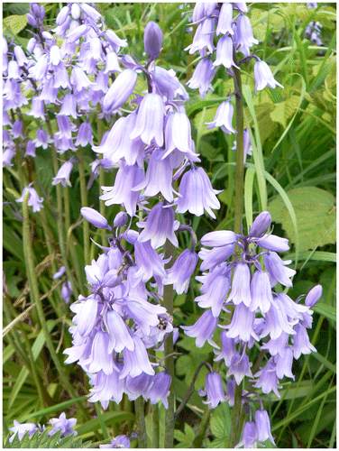 Figure 1. The hybrid or so-called “Spanish Bluebell” is increasingly a component of recombinant urban forest vegetation (Image © Ian D. Rotherham).