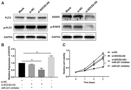 Figure 6 SOCS2-AS regulated the expression of STAT5 through miR221 in Molm-13 cells. (A) The phosphorylation level of FLT3 and STAT5 in Molm-13 cells with si-SOCS2-AS transfection was determined by Western blot. (B) The relative expression of STAT5 was determined by RT-PCR in si-NC, si-SOCS2-AS, and miR-221 inhibitor co-transfection Molm-13 cells. (C) The proliferative ability was determined by CCK-8 at 450 nm in si-NC, si-SOCS2-AS, si-SOCS2-AS+ and miR-221 inhibitor co-transfection Molm-13 cells. The error bars represent the mean ± SD of three independent experiments. **P<0.01.