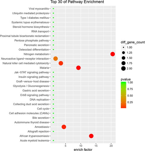 Figure 6. Down-regulated proteins with KEGG functional analysis of the RIF vs. RIS.