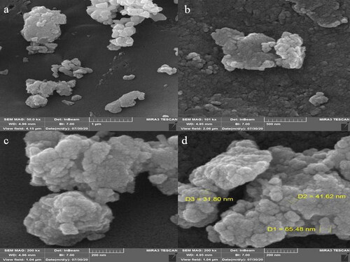 Figure 4. SEM images of FeNPs.