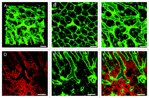 Figure 2. Cell membrane and mitochondrial staining visualizes the sinusoidal liver architecture. (A–C) In the liver, the cell membrane stain CellMask Orange (shown in green) highlights the sinusoidal microvasculature due to the high density of cell membranes along the space of Disse. (A) 3D reconstruction of a z-stack. (B) A z-slice from the avascular subcapsular region of the liver demonstrates that CellMask Orange predominantly outlines hepatocytes. (C) Another z-slice, acquired 40 μm from the liver surface, visualizes that CellMask Orange outlines the microvasculature as well as individual blood cells within the sinusoidal lumen. (D–F) Liver from a mouse injected with MitoTracker Deep Red (D) and CellMask Orange (E). The overlay (F) visualizes the sinusoidal microvasculature outlined with CellMask Orange, while the hepatocyte cytoplasm is filled with red fluorescent mitochondria. Distortion of the RBCs in the sinusoidal lumen indicates preserved blood flow. Scale bar 20 μm.