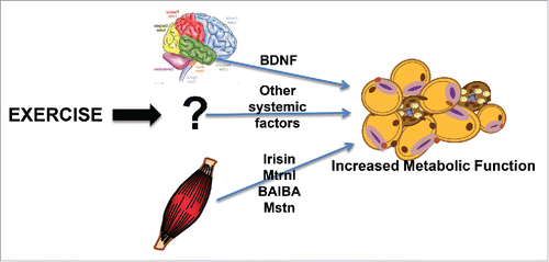 Figure 1. Exercise and the beiging of scWAT. Exercise causes alterations in several factors from both muscle and brain that result in a beiging of scWAT.