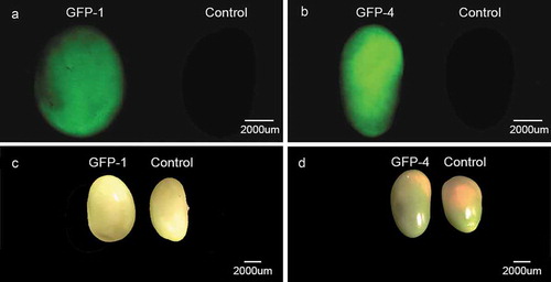 Figure 3. Comparison of the seeds from two independent transgenic soybean lines (GFP-1 and GFP-4) and control soybean plants. (a) and (b) GFP signal detection in soybean seeds under fluorescence microscope. (c) and (d) Soybean seeds under normal vision.