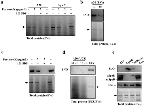 Figure 5. Enolase is resistant to SpeB degradation and could be utilized as the internal control protein in analysing GAS EVs. (a) Protease K protection assay for the unknown 45 kDa protein (indicated by the arrow) in EVs from A20 and speB mutant (∆speB). EVs from A20 and speB mutant were collected by ultracentrifugation and incubated with protease K in the presence with or without 1% SDS for 60 min at 37ºC. (b) Detection of the unknown 45 kDa protein by anti-human enolase antibody. EVs from A20 were analysed by western blot with an anti-human enolase antibody. The lower panel shows the total protein in EVs. The arrow indicates the unknown 45 kDa protein. 2×, two-fold dilution. (c) Protease K protection assay for enolase in EVs. EVs were incubated with protease K in the presence with or without 1% SDS. GAS enolase was detected by an anti-human enolase antibody and the lower panel shows the total protein of EVs. (d) Detection of enolase in EV-depleted ultracentrifuged culture supernatants (UCS). The thirty- and 15-µL UCSs and EVs from A20 were analysed by western blot with the anti-human enolase antibody. (e) Utilization of enolase as the internal control protein for analysing SLO and SpeB in EVs from A20, the speB mutant, the SpeB protease-inactivated mutant (SpeBC192S), and the slo mutant (∆slo). Thirty-µL of EVs was analysed by western blot with anti-SLO, anti-SpeB, and anti-human enolase antibodies. The lower panel shows the total protein in EVs. zSpeB, the zymogen form SpeB (42 kDa); mSpeB, the mature form SpeB (28 kDa).