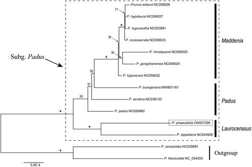 Figure 3. Maximum likelihood (ML) tree reconstruction of 14 taxa from Prunus based on 84 shared CDS in the chloroplast genomes. Relative branch lengths are indicated. Support values above the branches are ML bootstrap support; ‘*’ indicates 100% support values.