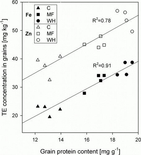 Figure 4  Relationship between Zn (○) and Fe (•) concentrations and protein content in the grains, determined using a N:protein conversion factor (Mosse Citation1990).