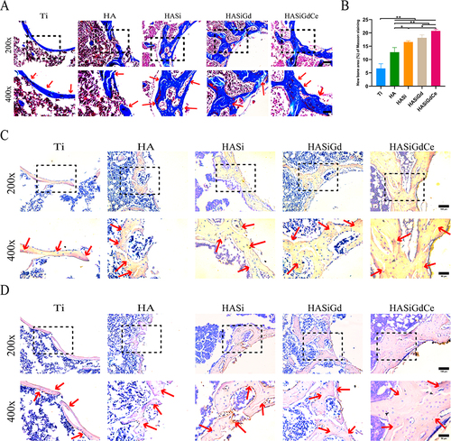 Figure 10 (A) Masson’s trichrome staining images of different groups of bone tissue, red arrows indicate the important staining areas. (B) Quantitative analysis of Masson’s trichrome staining, *P < 0.05, **P < 0.01. (C) Immunohistochemical staining images of the osteogenesis-related protein OCN, red arrows indicate the important staining areas. (D) Immunohistochemical staining images of the osteogenesis-related protein Col I, red arrows indicate the important staining areas. Scale bar: 100 μm / 50 μm.