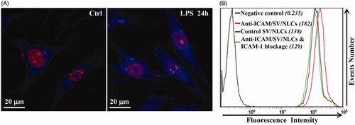 Figure 5. The cellular uptake of anti-ICAM/SV/NLCs. (A) The representative immunofluorescence images revealed the expression of ICAM-1 on EAs (bar = 20 μm). (B) The quantitative analysis of ICAM-1 targeting characteristic of anti-ICAM/SV/NLCs in vitro by a flow cytometer.
