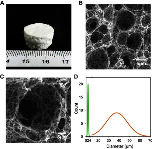 Figure 1 (A) Photo of PLLA/PCL scaffold. (B) SEM images of PLLA/PCL scaffold (C) a magnified portion of the image (B). (D) The pore size distribution of the PLLA/PCL scaffold. Abbreviations: SEM，scanning electron microscopy；PLLA, poly(l-lactic acid); PCL, poly(ε-caprolactone).