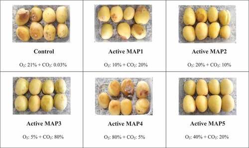 Figure 3. The appearance of apricot fruit cv. ‘Shahroudi.’ Fruit were exposed to different MAP treatments for 6 days at 2°C prior to 4 weeks cold storage at 2°C.