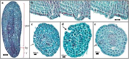 Figure 5. Embryonic development change during the short rod stage. (a–b) Longitudinal sections of embryos. (c–e) Transverse sections of embryos. (b–e) Transverse section between cotyledon base and radicle. (a) Overall view of a short rod-shaped embryo at 67 days. (b) Serial longitudinal section of embryo during groove differentiation. (c) The embryonic edge tissue invaginating and the initial stage of groove appearance. (d) Groove differentiation was completed. (e) Stem meristem cells appeared in the groove. [pco: cotyledon. cp: the cotyledon provascular cells. ha: haustoria. cc: cotyledon coupling. hy: hypophysis. r: radicle.].