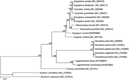 Figure 1. The phylogenetic relationships among 18 species with two other species from Geraniaceae family as outgroup were constructed by neighbour-joining (NJ) method using MEGA7. The numbers on the branches are bootstrap values. GenBank accession numbers are listed following each species.