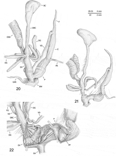 Figures 20–22. Distal genitalia (20–21) and internal structure of distal genitalia (22) of Monacha samsunensis from Turkey: Kastamonu [Kas3: 20; Sam3: 21–22] (DCBC; FGC 51094, 51095).