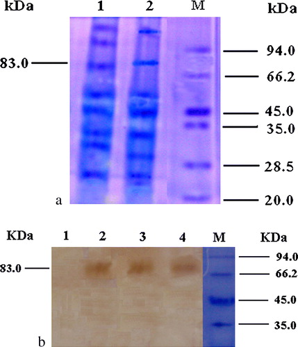 Figure 5.  5a: Expression of vaccine constructs in vitro. Chick embryo fibroblast cultures were transfected with 2 µg each plasmid. Transfected cells were collected and 1.5% of total volume subjected to 10% PAGE. Lane 1, pCDNA3.1-F-C3d-P29.2; lane 2, pCDNA3.1-F-C3d-P29.6; and lane M, protein molecular weight markers. 5b: Western blot analysis of recombinant C3d protein. Lane 1, negative control; lane 2, pCDNA3.1-F-C3d-P29.2; lane 3, pCDNA3.1-F-C3d-P29.4; lane 4, pCDNA3.1-F-C3d-P29.6; and lane M, protein molecular weight marker. The presence of the approximately 83 kDa expressed proteins is indicated.