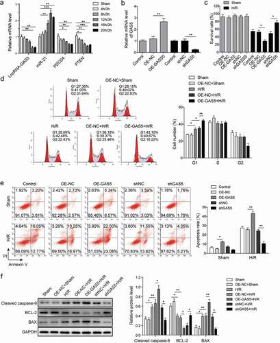 Figure 2. GAS5 regulates H/R-induced cardiomyocyte proliferation and apoptosis. (a) The qPCR analysis of expressions of lncRNA-GAS5, miR-21, PDCD4 and PTEN in H9c2 cells induced by hypoxia for 4–20 h followed by reoxygenation for 3 h. (b) The qPCR analysis of lncRNA-GAS5 expression after overexpression of GAS5 (OE-GAS5) or knockdown of GAS5 (shGAS5). (c) Cell survival assessed by MTT method in H9C2 cells. (d) Cell cycle detection by flow cytometry. (e) Cell apoptosis analysis by flow cytometry under different conditions. (f) Representative images of western blot showing the protein expressions of cleaved caspase-9, BCL-2 and BAX in the cells under different conditions. GAPDH was used as a loading control. Data are presented as the mean ± SD from at least three independent experiments. OE-GAS5: overexpression of GAS5; OE-NC: overexpression of empty plasmid; shGAS5: knockdown of GAS5 with shRNA; shNC: shRNA negative control. *P < 0.05, **P < 0.01 and ***P < 0.001.