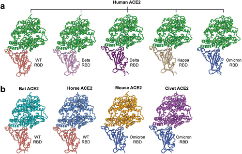 Figure 2. Structures of SARS-CoV-2 RBD-receptor complexes. (a) Structures of SARS-CoV-2 receptor-binding domain (RBD) from wildtype (WT) strain (PDB 6M0J), Beta variant (PDB 7VX4), Delta variant (PDB 7TEW), Kappa variant (PDB 7TEZ), or Omicron variant (PDB 7×O9) in complex with human angiotensin-converting enzyme 2 (ACE2). (b) Structures of SARS-CoV-2 RBD in complex with ACE2 from non-human species. WT RBD-bat ACE2 complex (PDB 7C8J), WT RBD-horse ACE2 complex (PDB 7FC5), Omicron RBD-mouse ACE2 complex (PDB 7×O6), and Omicron RBD-civet ACE2 complex (PDB 7WSK) are shown.