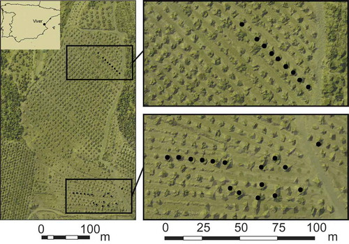Figure 1. Location of the study area, overlap of Light Detection and Ranging (LiDAR) data and orthophoto, olive trees, and the terraces of the study area can be distinguished, sampled trees are in black.