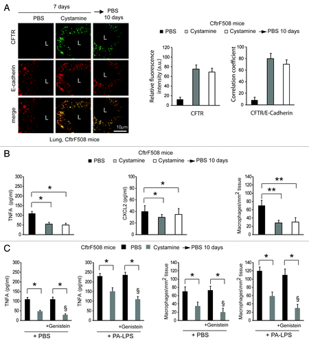 Figure 5. Prior restoration of autophagy by cystamine enables the activity of Genistein in controlling lung inflammation in CftrF508del homozygous mice. (A and B) CftrF508del mice were treated intraperitoneally (i.p.) for 7 d with PBS or cystamine followed by 10 d of PBS (n = 7 mice per each group of treatment). (A) Left, confocal microscopy images of CFTR (clone H182) and E-cadherin in lung tissues from mice. L, Lumen. Scale bar: 10 μm. Right, relative fluorescence intensity and coefficient of colocalization. (B) ELISA detection of TNFA and CXCL2 protein levels in lung homogenates (left and middle) and number of CD68+ macrophages (per mm2 of lung tissue) counted in 15–20 different random selected fields per lung per mouse for each experimental group (right). Mean ± SD of triplicates for each experiment. *p < 0.01, **p < 0.001 (ANOVA). (C) CftrF508del mice (n = 5 mice per group of treatment) were treated with nebulized PBS or cystamine for 7 d and then were pulsed once with intraperitoneal PBS or genistein (Gen) followed by aerosolized PBS or PA-LPS challenge and sacrificed after 24 h. ELISA detection of TNFA protein levels in lung homogenates (left) and CD68+ macrophages counts (right) measured as in (B). Data represent two pooled experiments (n = 5 mice per group). *p < 0.01, §p < 0.05 vs mice pre-treated with cystamine and pulsed once with intraperitoneal PBS (ANOVA).