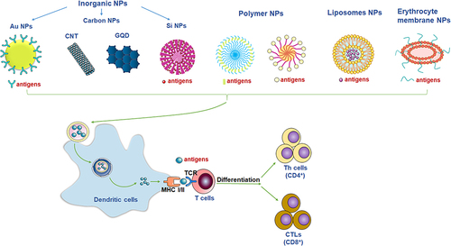 Figure 2 The nanomaterials used as the nanovaccines. Different nanomaterials can provide different functions of nanovaccines. Commonly used nanomaterials include inorganic nanoparticles (such as gold nanoparticles, carbon nanoparticles, silicon nanoparticles), polymer nanoparticles, liposome nanoparticles, and biomembrane-based nanoparticles. Nanovaccines can be captured by major histocompatibility MHC-II molecules in APCs and presented to CD4+ helper T (Th) cells. T cells that receive the antigen signal and further differentiate into Th1 or Th2 cells. The antigens presented by MCH-I molecules in the cytoplasm of APCs can activate cytotoxic CD8+ T lymphocytes (CTL) to directly kill infected cells.