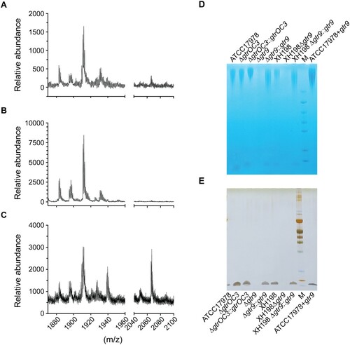 Figure 3. Composition of the bacterial envelope in parental and phage-resistant A. baumannii. (A–C) Mass spectrometry (positive mode) analysis of lipid A isolated using aqueous phenol extraction from (A) Wildtype strain ATCC17978, (B) Phab24 resistant, genetically introduced reconstructed gtrOC3 gene mutant on ATCC17978, (C) Plasmid complemented Phab24 resistant strain. (D and E) SDS-PAGE gel of isolated capsular polysaccharides stained with (D) Alcian blue, which allows the detection of acidic polysaccharides, and (E) silver staining, which detects lipids and proteins/peptides.