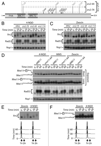 Figure 5. DNA damage-dependent phosphorylation of Xrs2 and Mre11 mutants (A) Schematic representation of the mutations introduced in the relevant XRS2 phospho-mutants. (B and C) Cultures of asynchronous log-phase cells carrying HA-tagged Xrs2 were treated with either 25 µM 4-NQO or 100 µg/mL zeocin for 60 min. Samples were taken at indicated time points following addition of the genotoxic drugs, and Xrs2 mobility was determined by western blot analysis. Checkpoint-dependent activation of Rad53 was monitored in parallel using an in situ assay (ISA). (D) Cultures of asynchronous log-phase cells carrying MYC-tagged Mre11 were treated with 25 µM 4-NQO, 0.02% MMS or 100 µg/mL zeocin, and processed as in (B) to monitor phosphorylation-induced changes in electrophoretic mobility. (E) Cells expressing HA-tagged Xrs2 were blocked in G1 with α-factor prior to being treated with 100 µg/mL zeocin or 25 µM 4-NQO. DNA content profiles of the arrested cultures are shown under the gel. (F) Cells carrying MYC-tagged Mre11 were treated as in panel (E) to monitor G1-specific DNA damage-induced phosphorylation.