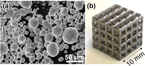 Figure 1. Powder and LPBF-built Ti28.33Zr28.33Hf28.33Nb6.74Ta6.74Mo1.55 BioHEA. (a) SEM image of gas-atomised powder and (b) appearance of LPBF-built jungle gym-shaped product.